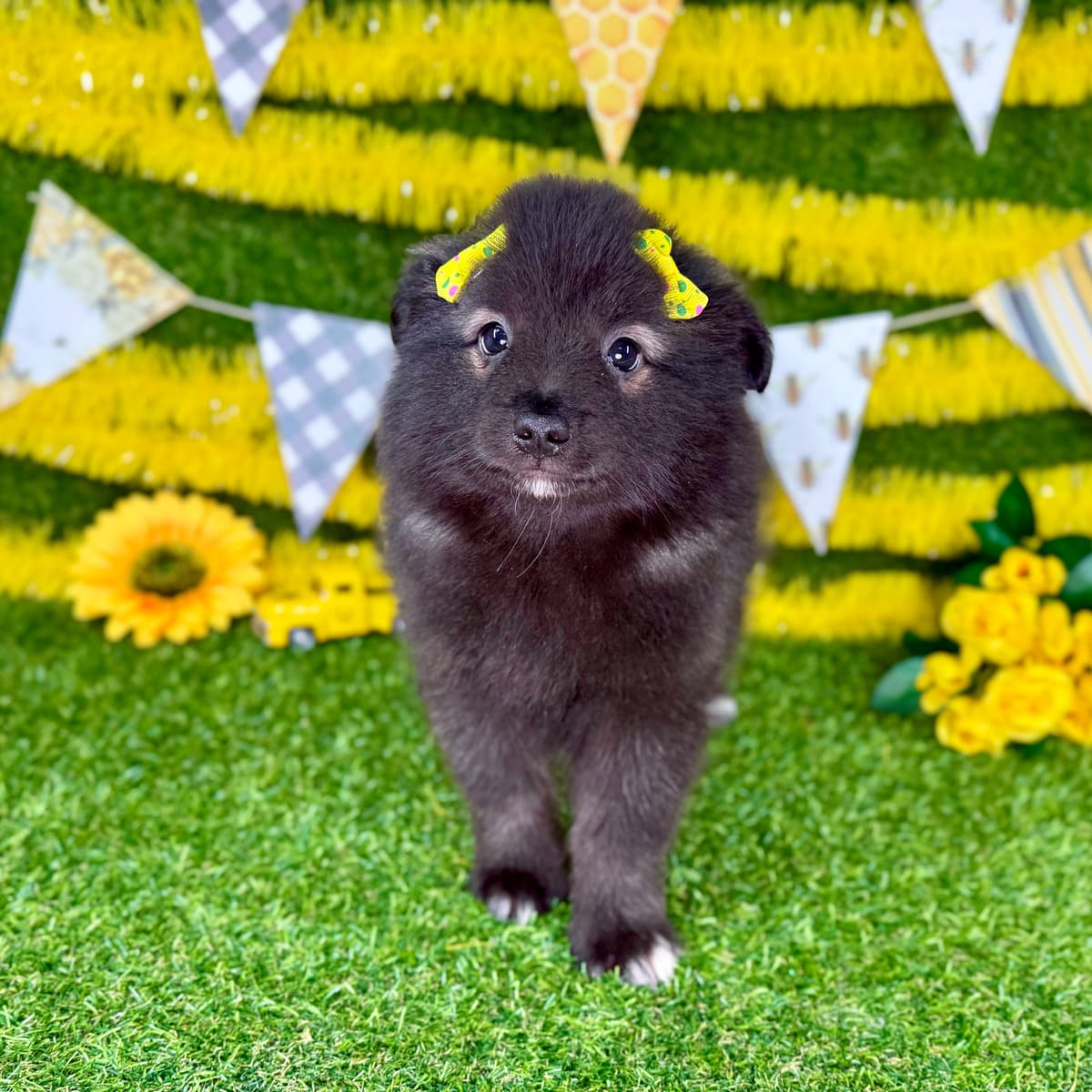 Nova